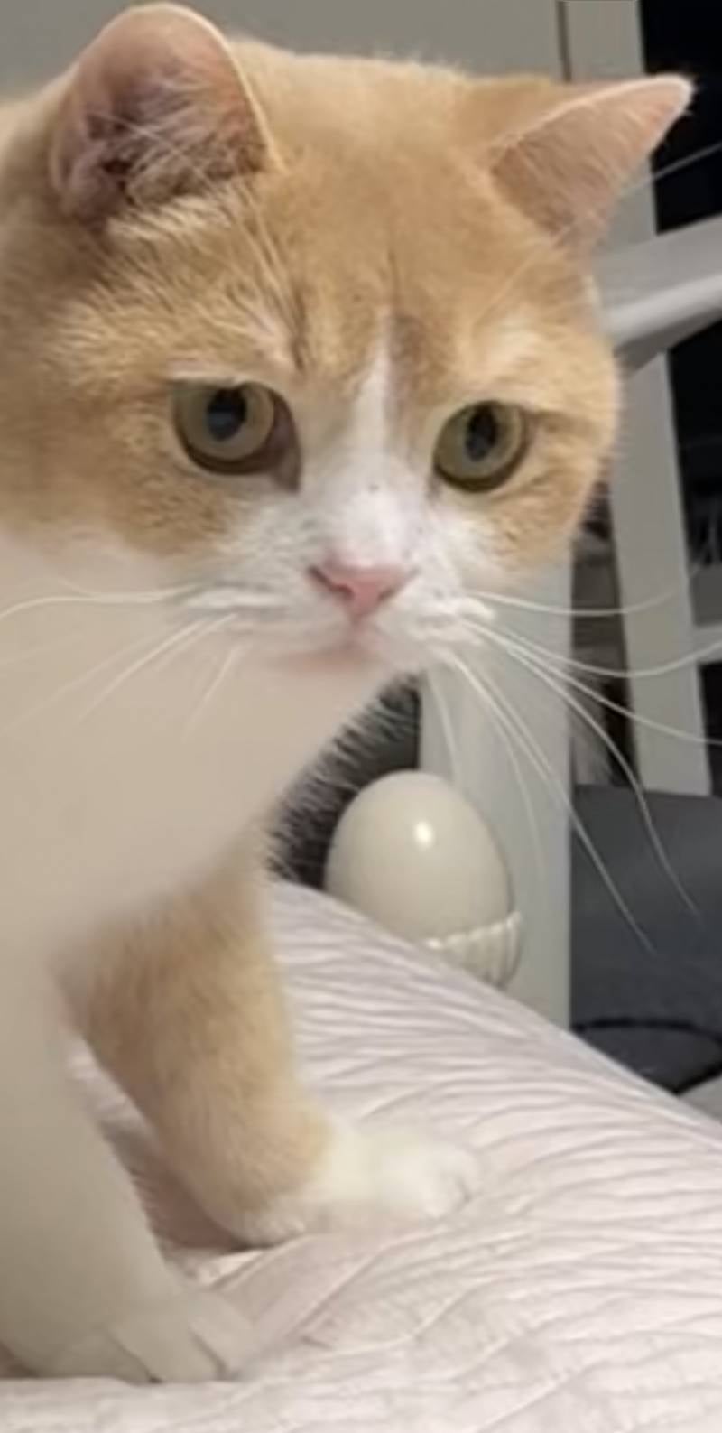 [잡담] 고양이 동공 커지는거 봐도 봐도 신기해 ㅋㅋ | 인스티즈