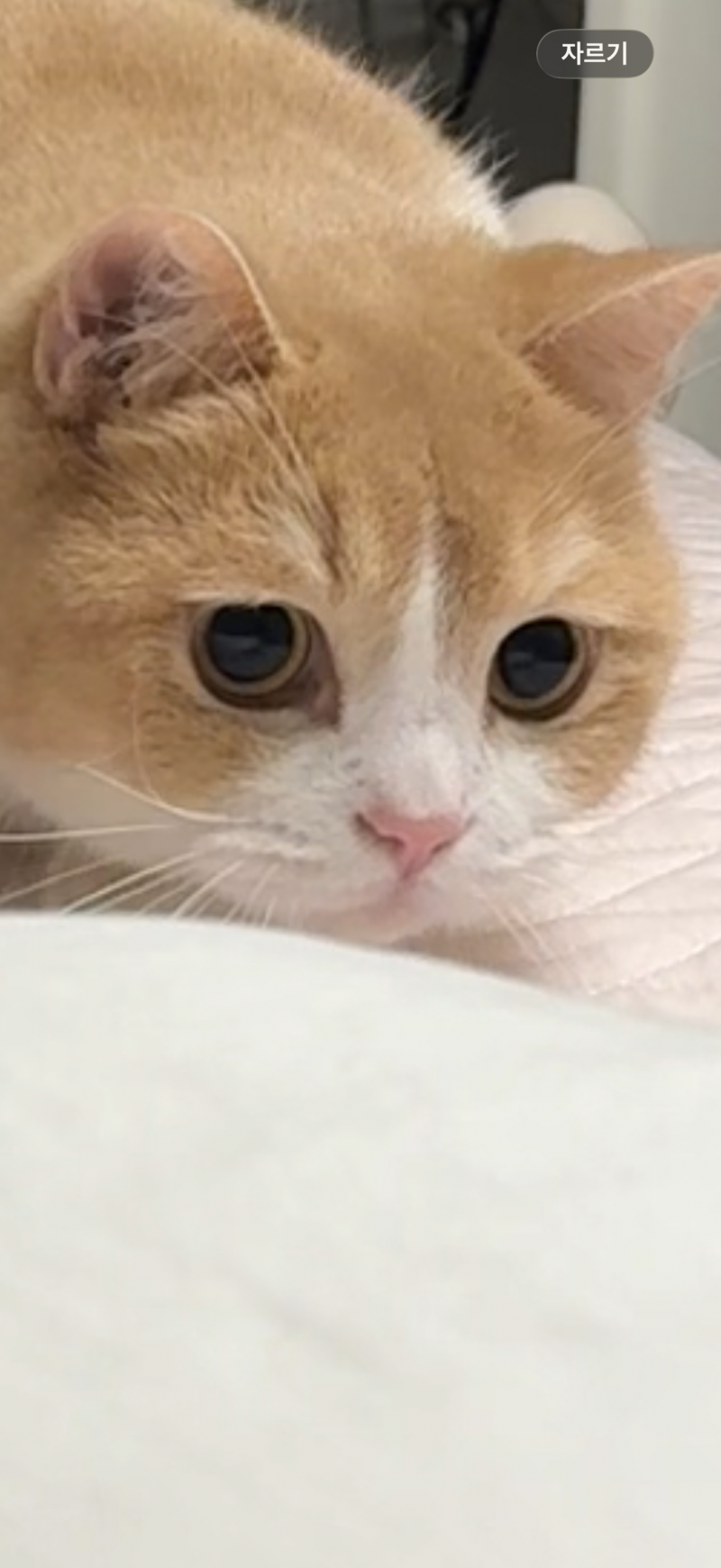 [잡담] 고양이 동공 커지는거 봐도 봐도 신기해 ㅋㅋ | 인스티즈