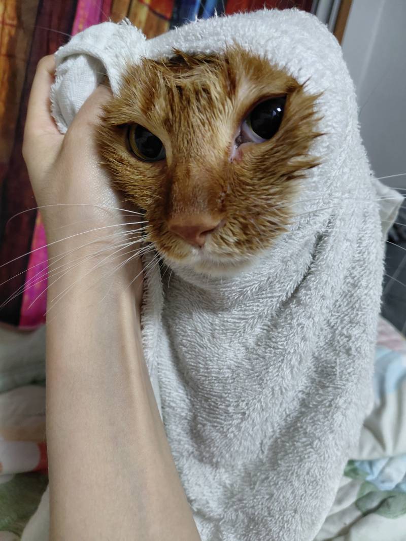 [잡담] 고동이들 기분풀라고 목욕할때 제일 악귀들리는 울집 장남냥이 사진 가져옴 | 인스티즈