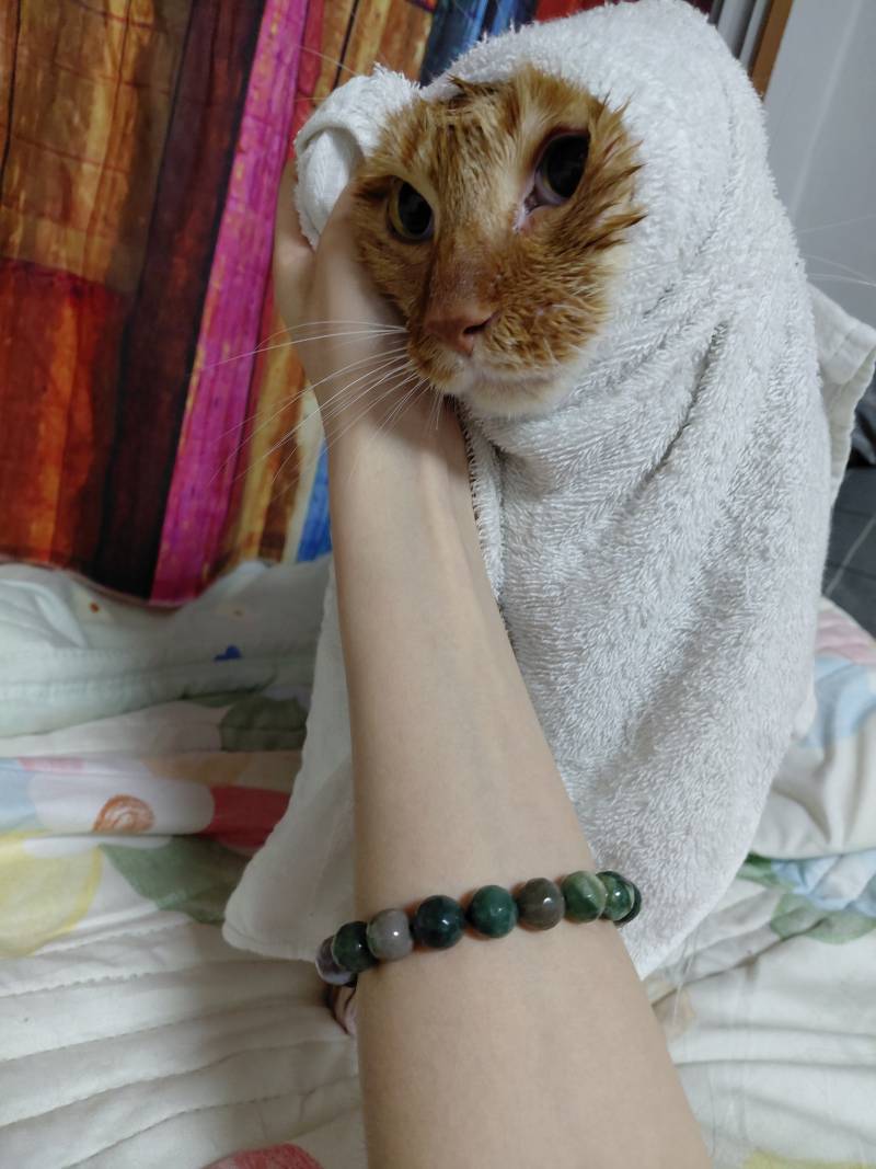[잡담] 고동이들 기분풀라고 목욕할때 제일 악귀들리는 울집 장남냥이 사진 가져옴 | 인스티즈