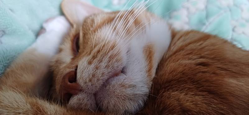 [잡담] 얘들아 우리집 고양이 오늘 만 10살 생신이심 | 인스티즈