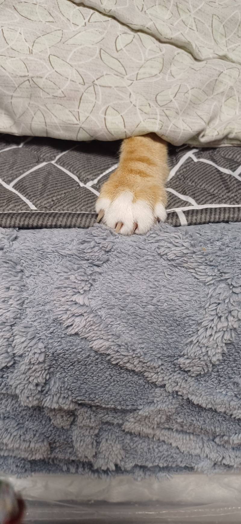 [잡담] 얘들아 우리집 고양이 오늘 만 10살 생신이심 | 인스티즈