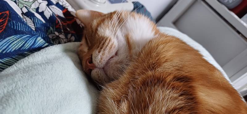 [잡담] 얘들아 우리집 고양이 오늘 만 10살 생신이심 | 인스티즈