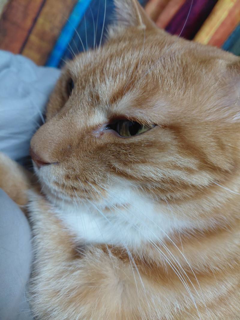 [잡담] 얘들아 우리집 고양이 오늘 만 10살 생신이심 | 인스티즈