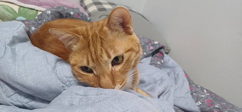 [잡담] 얘들아 우리집 고양이 오늘 만 10살 생신이심 | 인스티즈