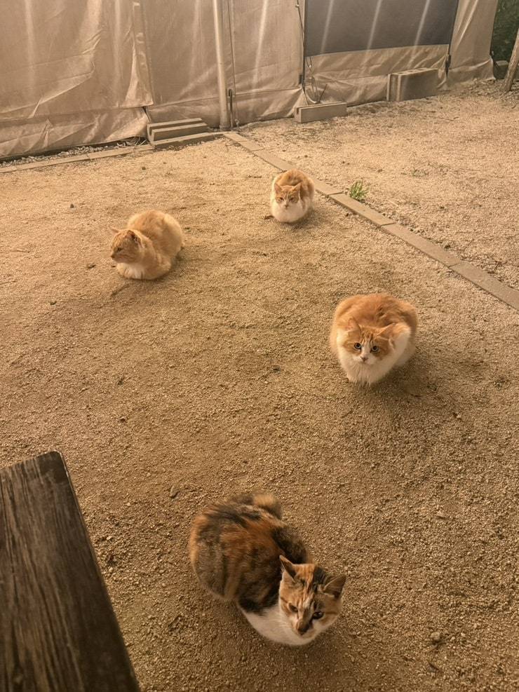 [잡담] 블로그 보는데 캠핑장 냥이들 넘 귀엽다 ㅋㅋㅋㅋ | 인스티즈