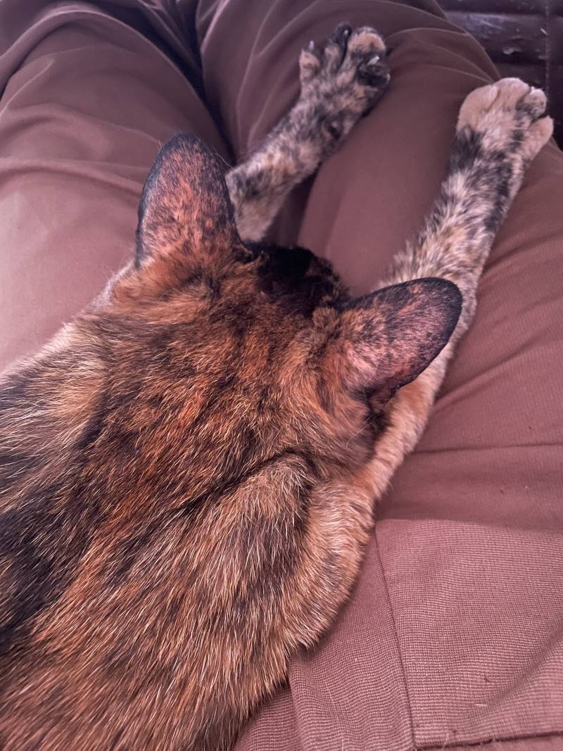 [잡담] 울집 고양이 자세 특이해ㅋㅋㅋ | 인스티즈