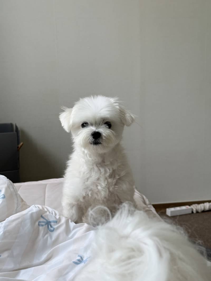 [잡담] 우리 집 막내 똘망한거 봐 | 인스티즈
