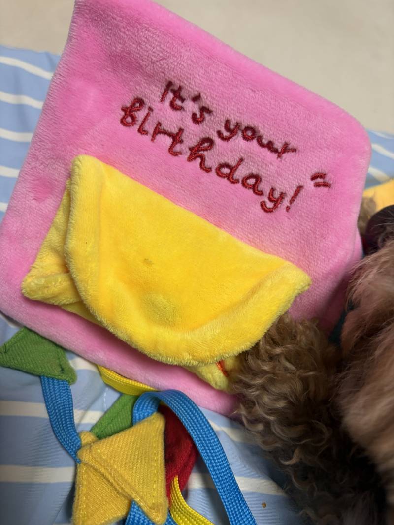 [잡담] 강아지 생일선물 사줬는데 이거 짱귀여워.. | 인스티즈