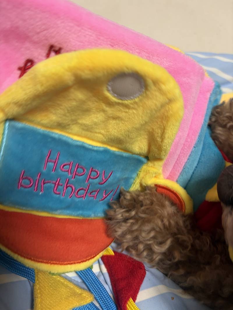 [잡담] 강아지 생일선물 사줬는데 이거 짱귀여워.. | 인스티즈