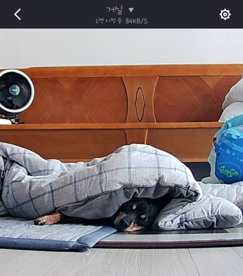 [잡담] 홈캠 강아지 자는거보니까 나도 옆에 눕고싶다... | 인스티즈