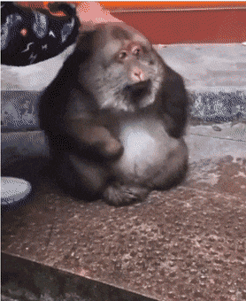 할머니 손에 자란 원숭이...gif | 인스티즈