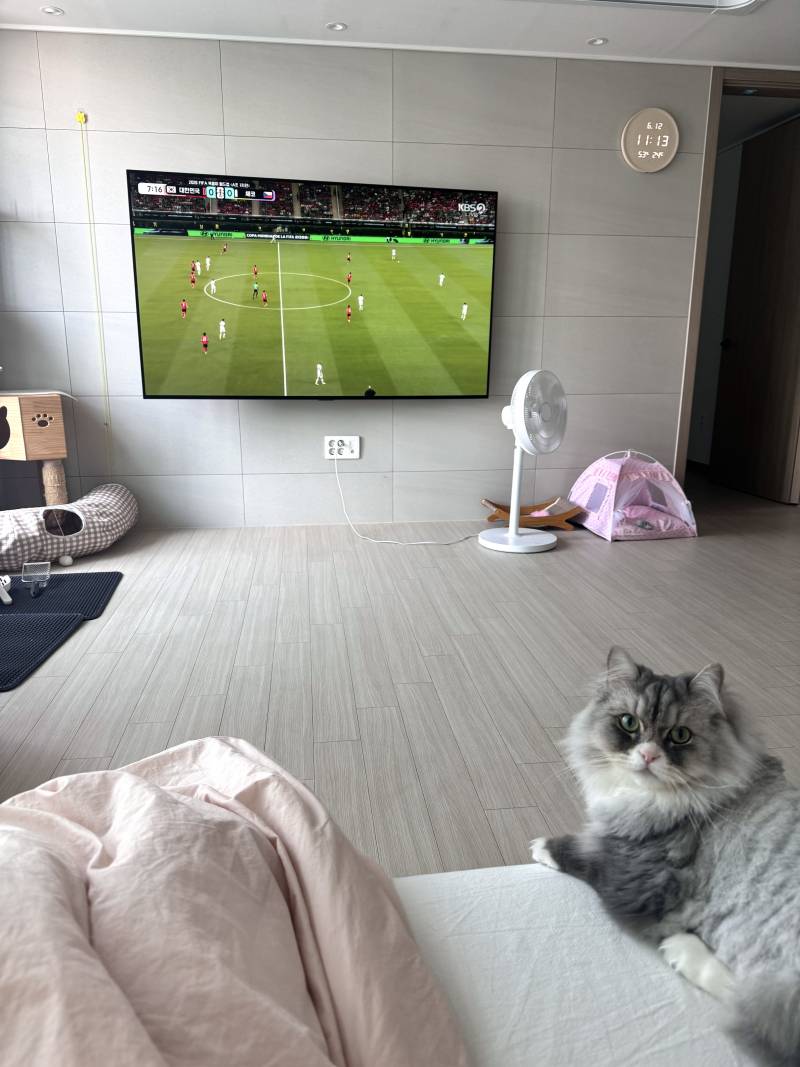 [잡담] 고양이랑 같이 축구 보는 중 | 인스티즈