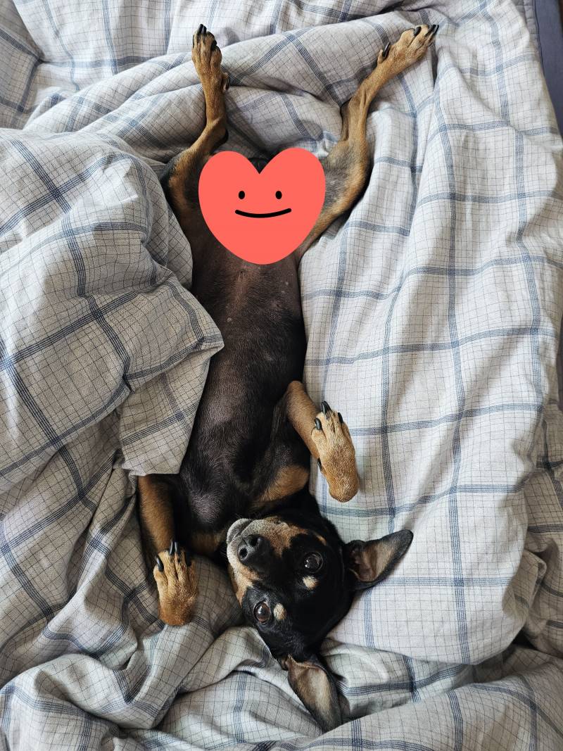 [잡담] 월차내고 댕댕이랑 노는거 너무 행복쓰... | 인스티즈