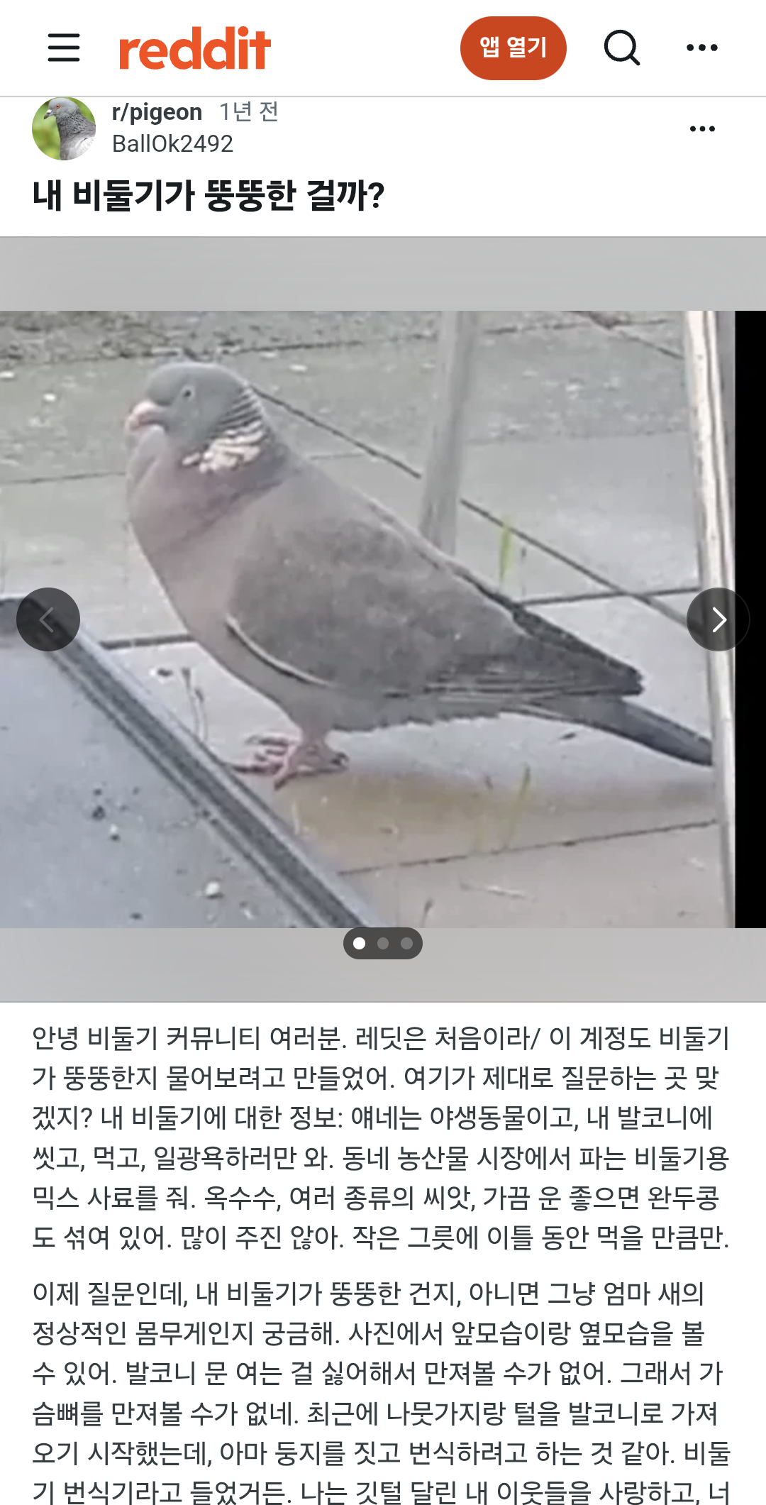 [잡담] 내 비둘기가 뚱뚱한 걸까? | 인스티즈