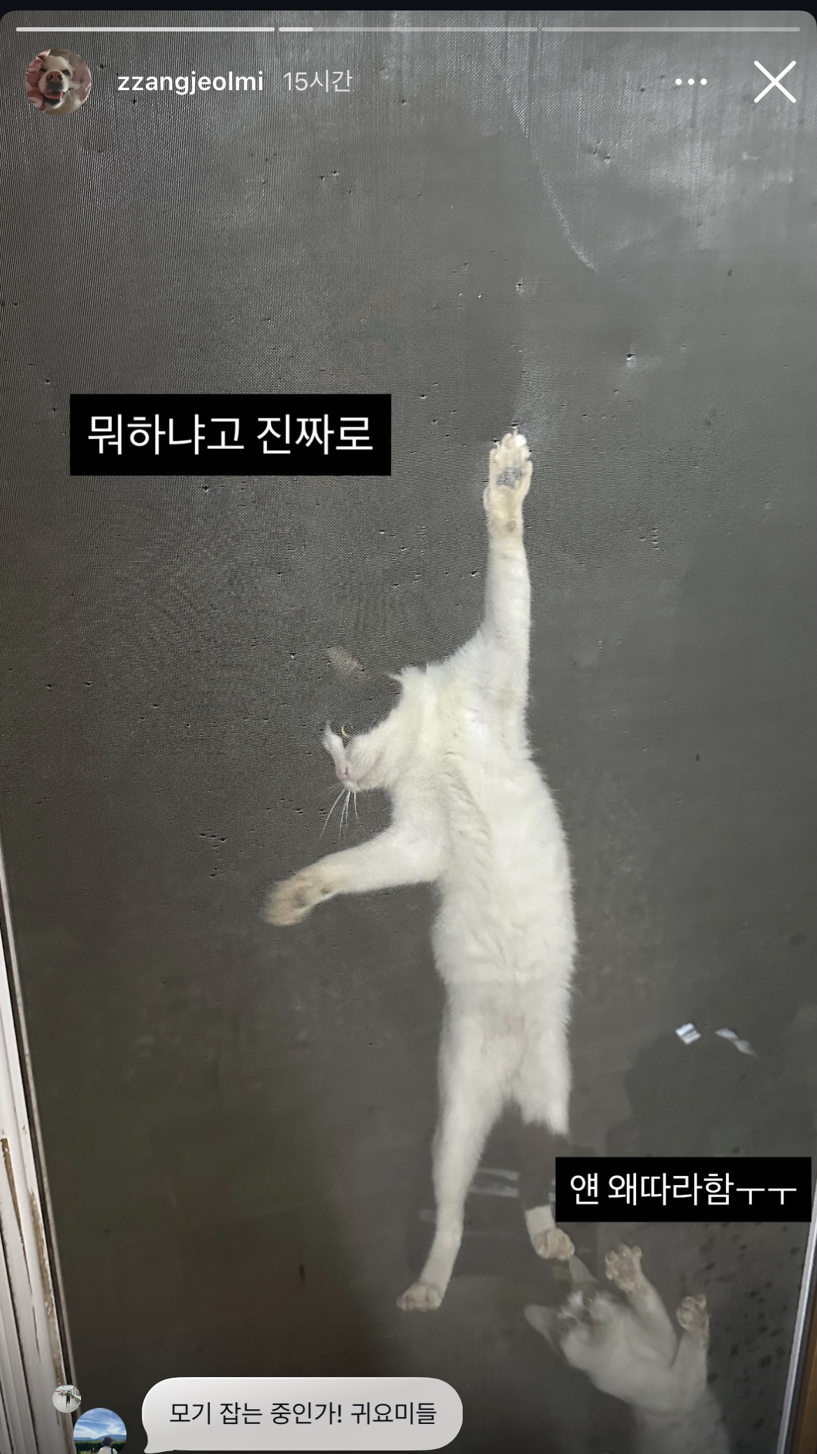 [잡담] 또 시작된 절미언니네 방충망 상황...jpg | 인스티즈