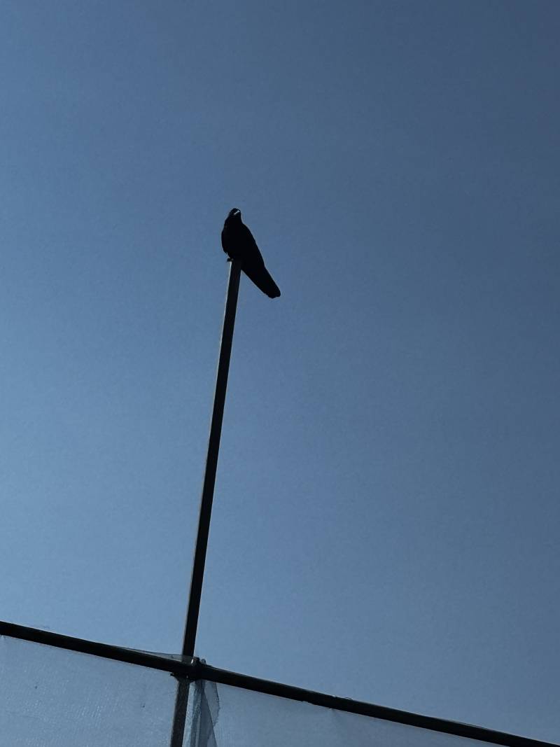 [잡담] 이게 뭐야? 까마귀야ㅜㅜ? | 인스티즈