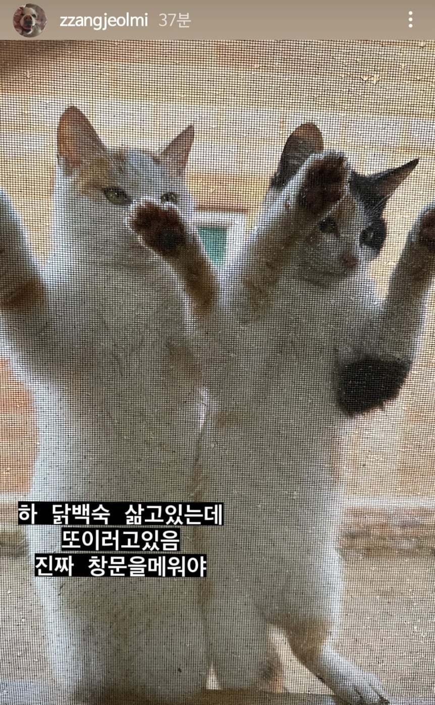 [잡담] 또 시작된 절미언니네 방충망 상황...jpg | 인스티즈