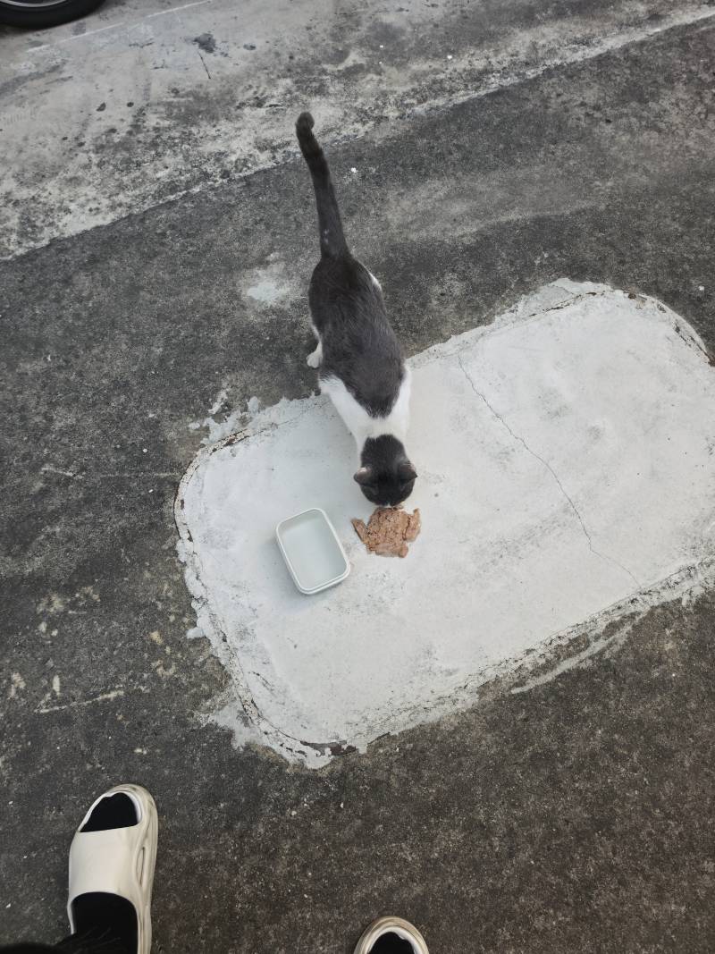 [잡담] 밥 챙겨주는 고양이 이제 가라면 가고 오면 오는데 친해졌나? | 인스티즈