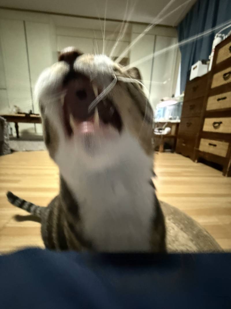 [잡담] 고양이 사진 찍기 진짜 힘들다 | 인스티즈