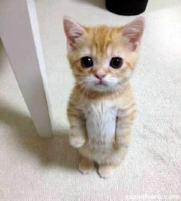 [잡담] 원빈이 냥발삔 포카 ㄹㅈㄷ네 | 인스티즈