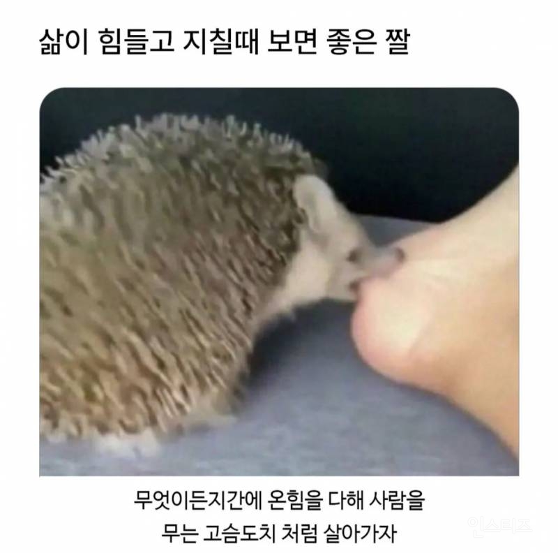 삶이 힘들고 지칠 때 보면 좋은 짤 | 인스티즈