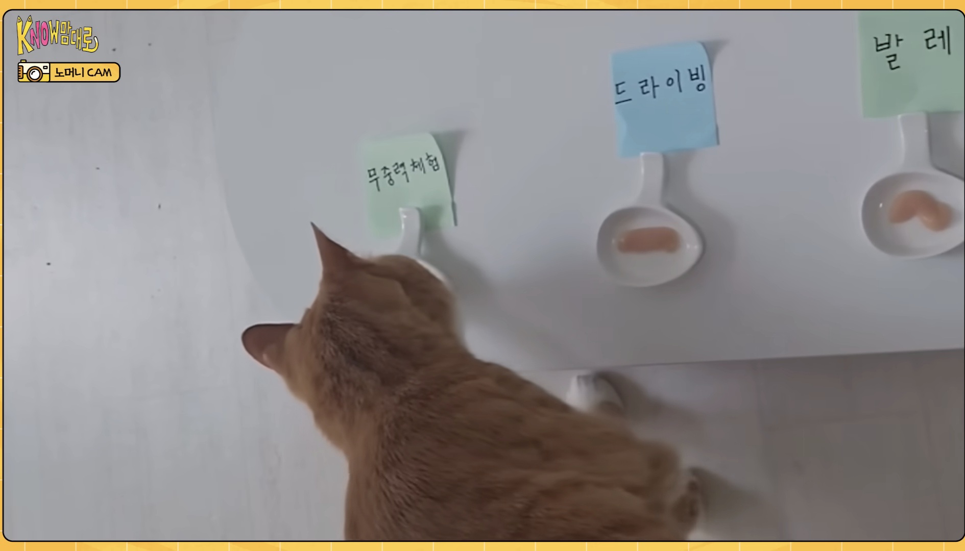 [잡담] 세계최초(?)애완묘가 자컨템 골라주는 아이돌이있다? | 인스티즈