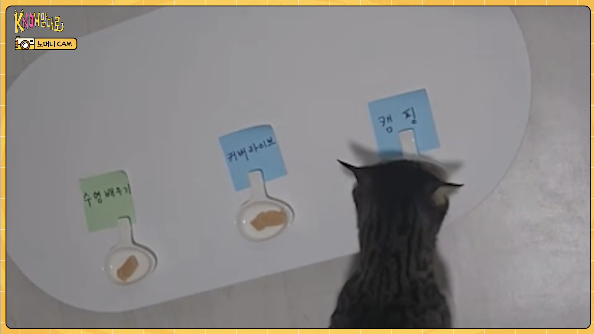 [잡담] 세계최초(?)애완묘가 자컨템 골라주는 아이돌이있다? | 인스티즈