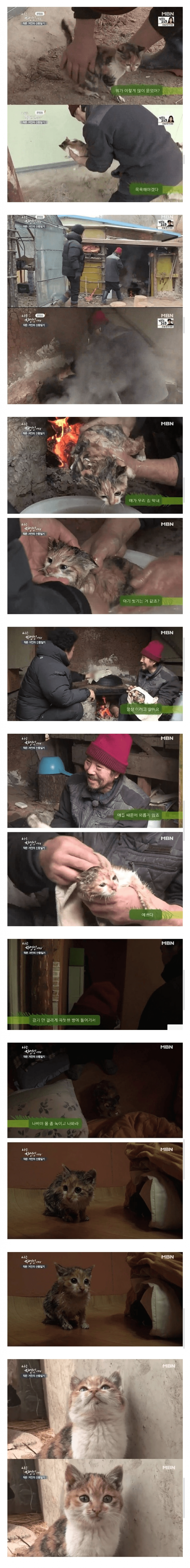[잡담] 고양이를 산채로 솥에 넣으면 | 인스티즈
