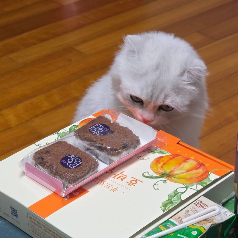 [잡담] 고양이도 탐내는 창억떡 | 인스티즈