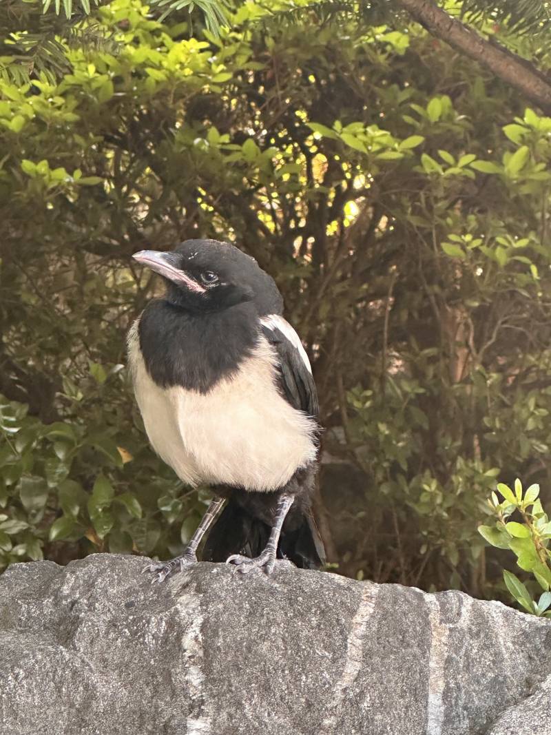 [잡담] 오늘 찍은 아기까치사진 | 인스티즈