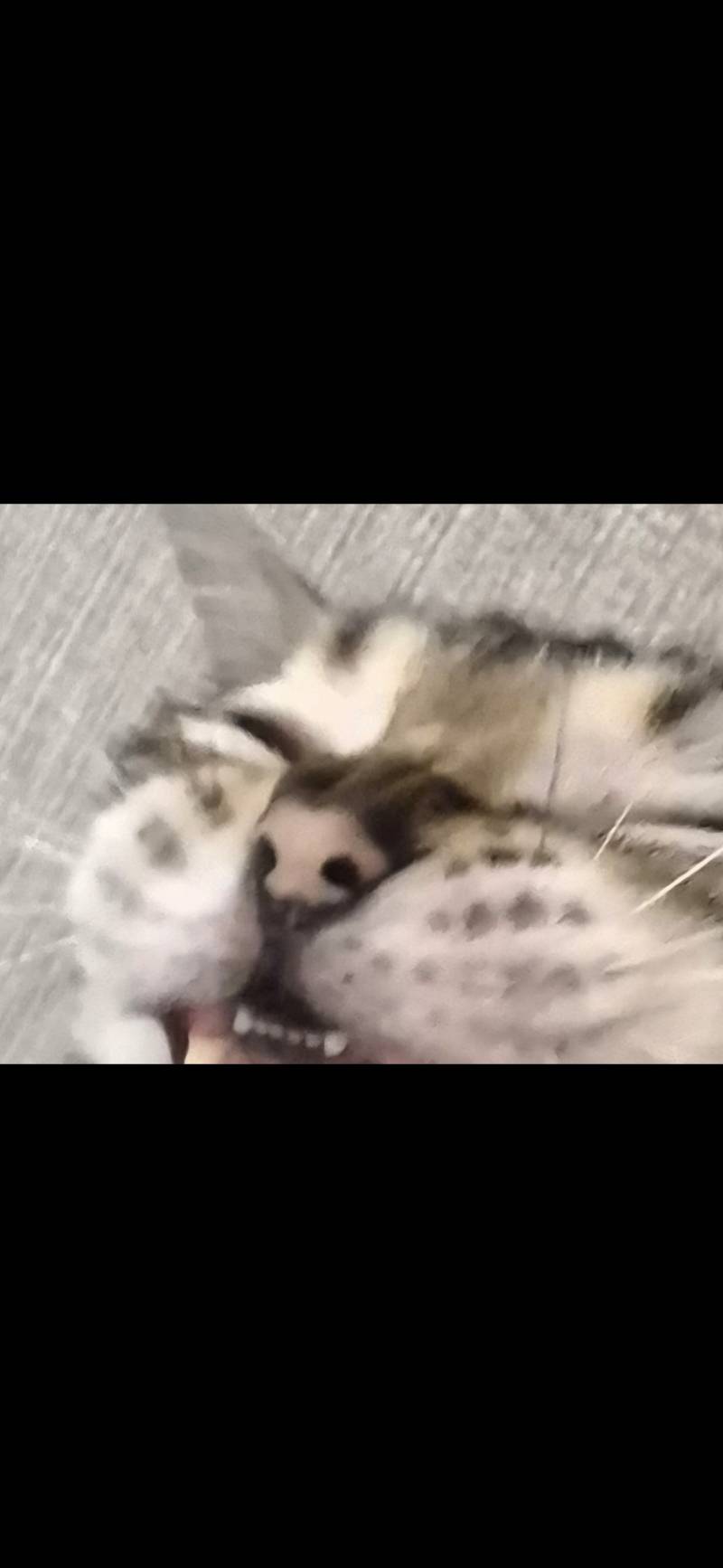 [잡담] 고양이 쌀알 | 인스티즈