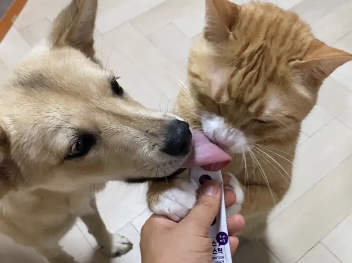 [잡담] 고양이 혓바닥 크기 뭔데 | 인스티즈