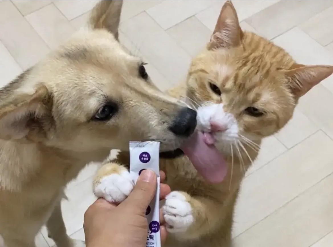 [잡담] 고양이 혓바닥 크기 뭔데 | 인스티즈