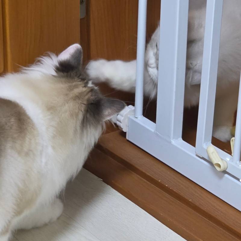 [잡담] 우리 집 고양이들 너무 귀여워 | 인스티즈