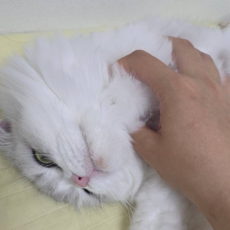 [잡담] 우리 집 고양이들 너무 귀여워 | 인스티즈