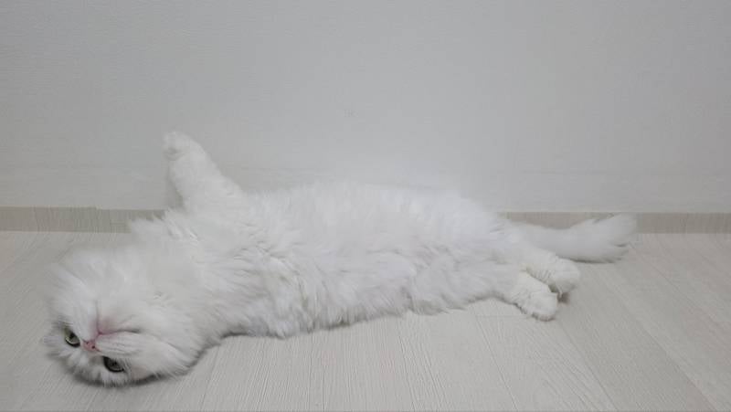 [잡담] 우리 집 고양이들 너무 귀여워 | 인스티즈