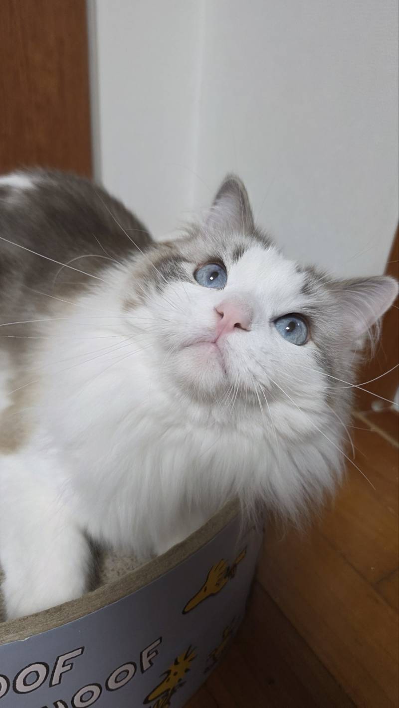 [잡담] 우리 집 고양이들 너무 귀여워 | 인스티즈