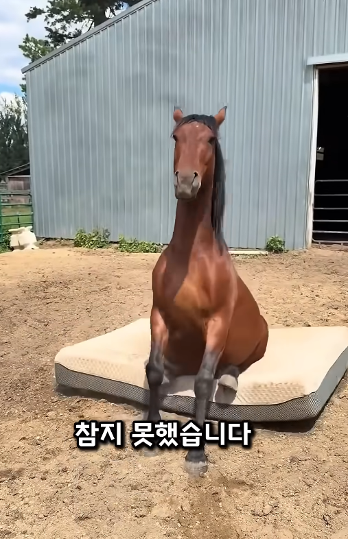 [잡담] 매트리스에 털썩 앉은 말 ㄱㅇㅇ | 인스티즈