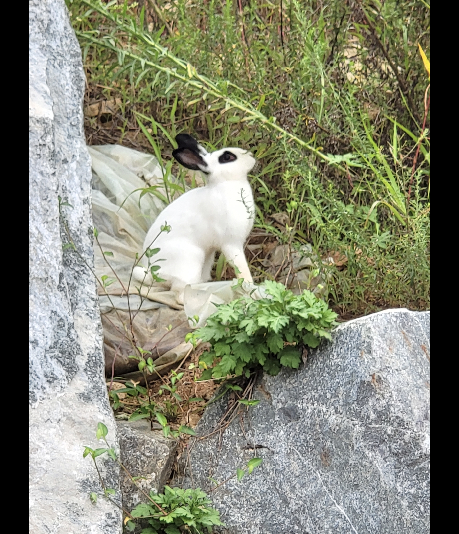 [잡담] 산이나 숲에서 찐 야생토끼 본 적 있어? | 인스티즈
