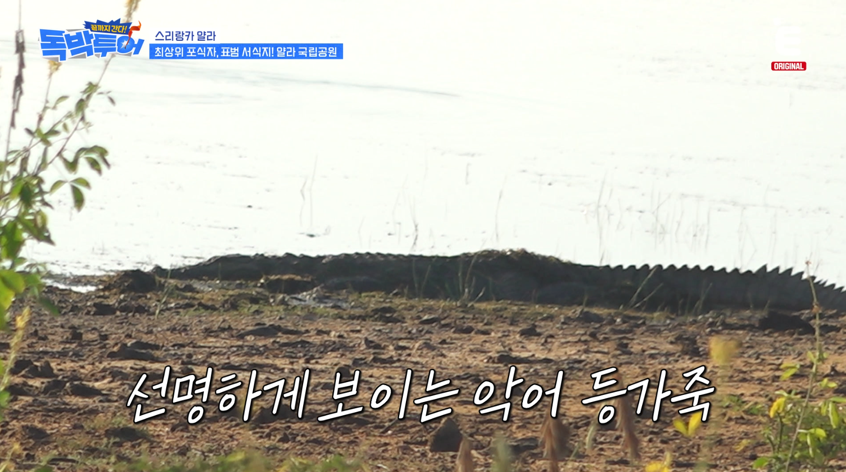 [잡담] 독박투어) 스리랑카 국립공원에서 볼 수 있는 야생동물 | 인스티즈