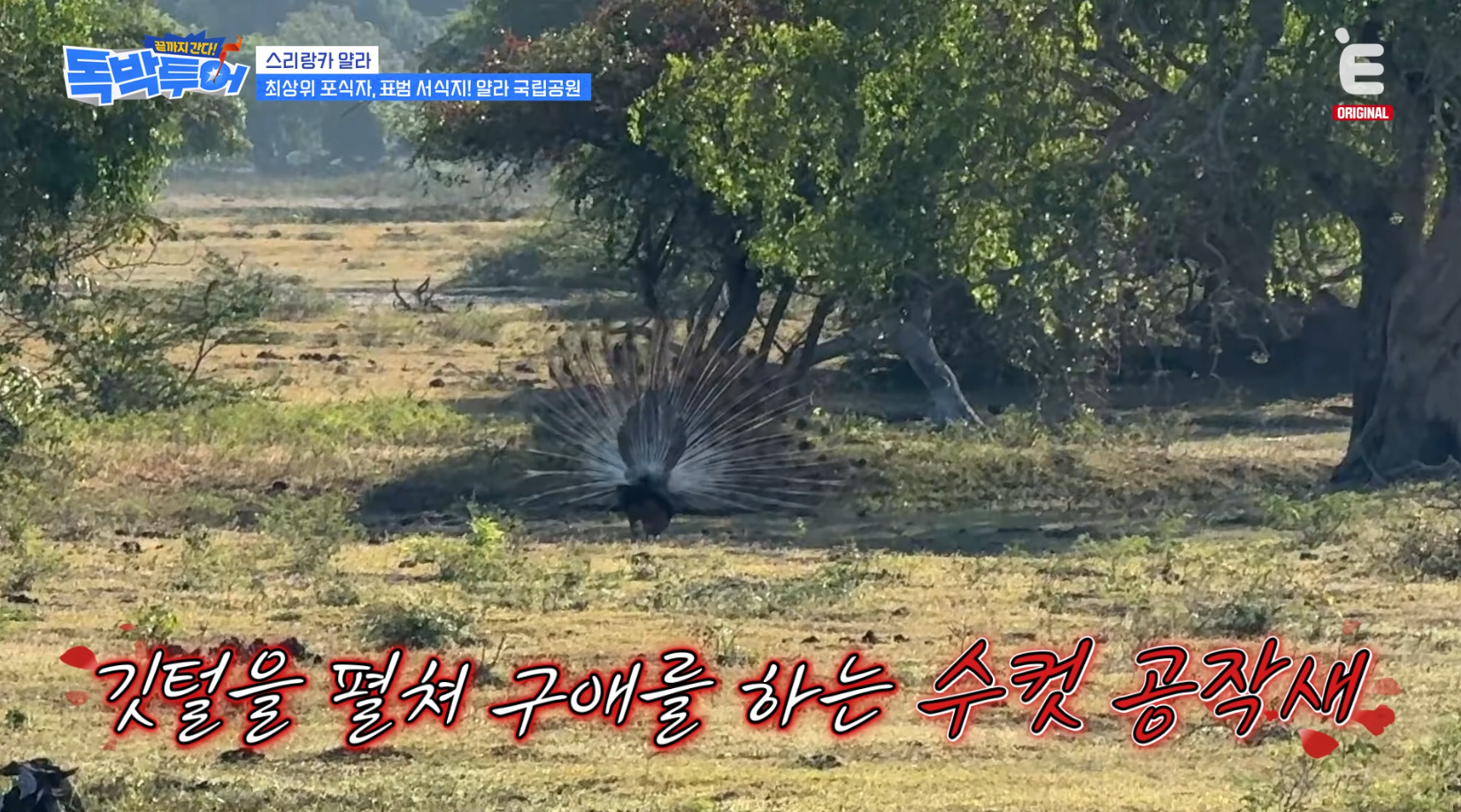 [잡담] 독박투어) 스리랑카 국립공원에서 볼 수 있는 야생동물 | 인스티즈