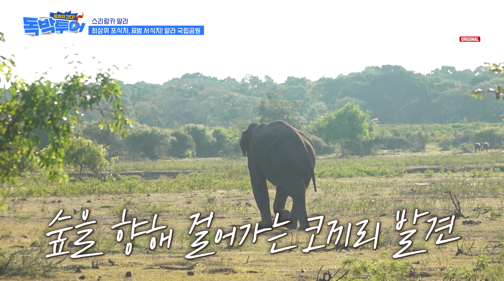 [잡담] 독박투어) 스리랑카 국립공원에서 볼 수 있는 야생동물 | 인스티즈