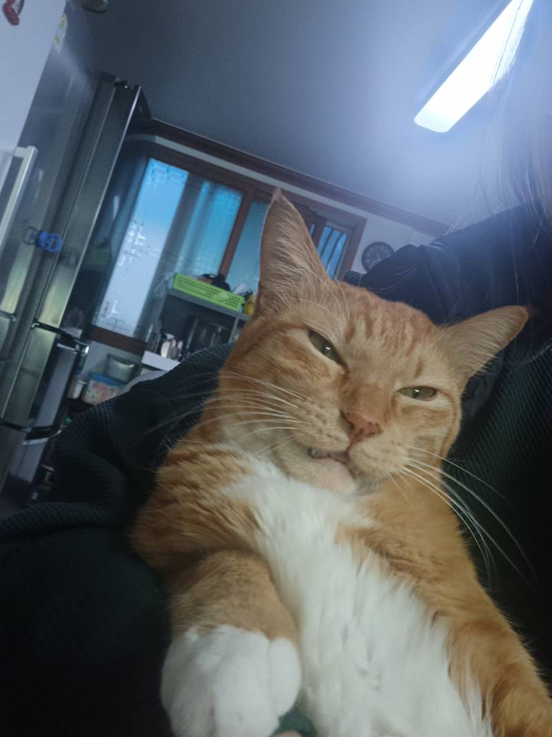 [잡담] 울집 고양이 몬생겼는데 몬생겼다하면 랜디싫어함 | 인스티즈