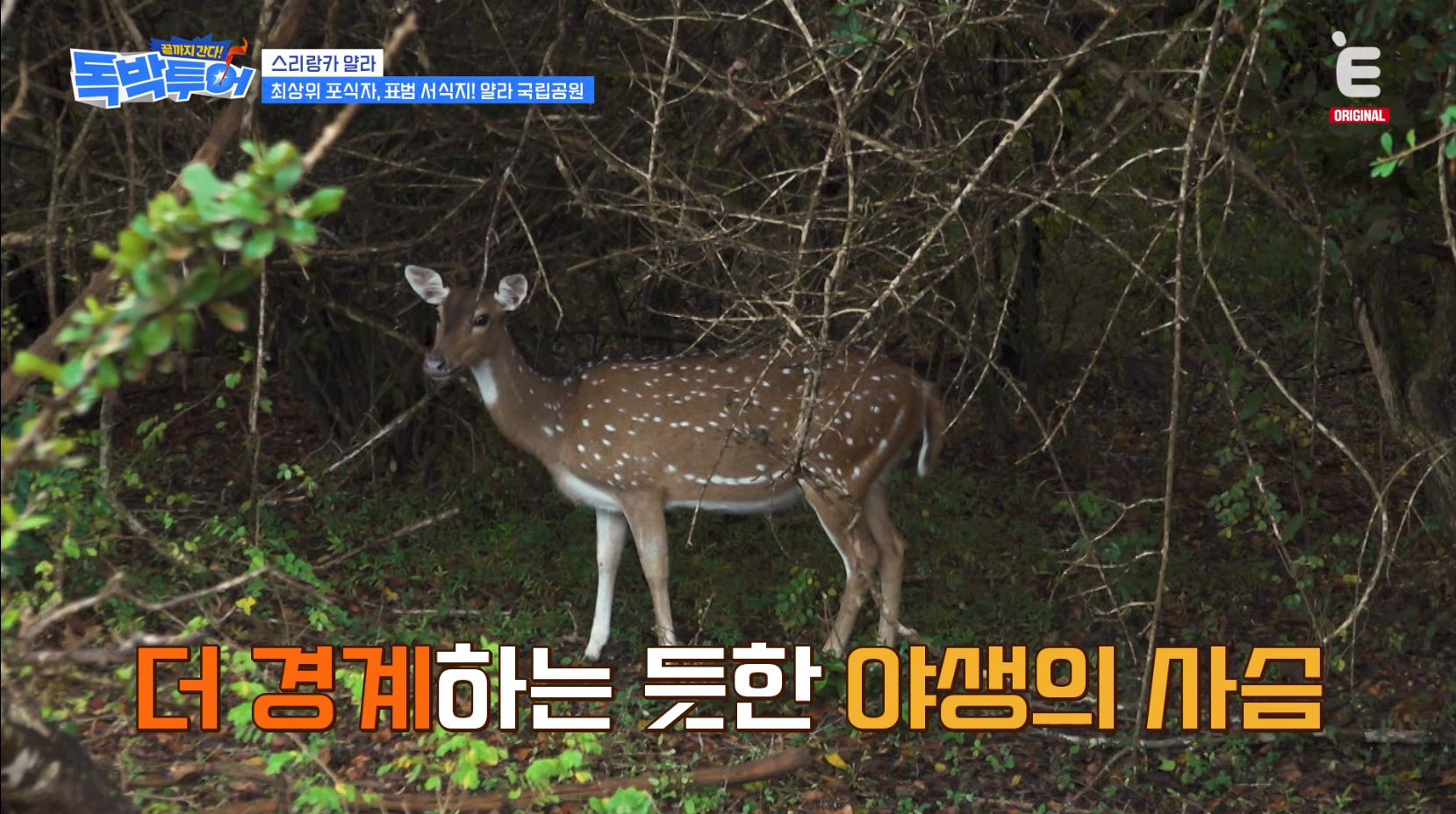 [잡담] 독박투어) 스리랑카 국립공원에서 볼 수 있는 야생동물 | 인스티즈
