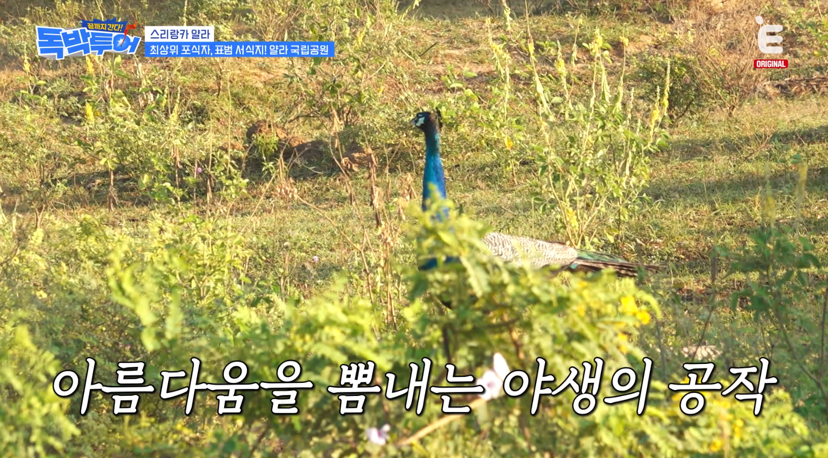 [잡담] 독박투어) 스리랑카 국립공원에서 볼 수 있는 야생동물 | 인스티즈
