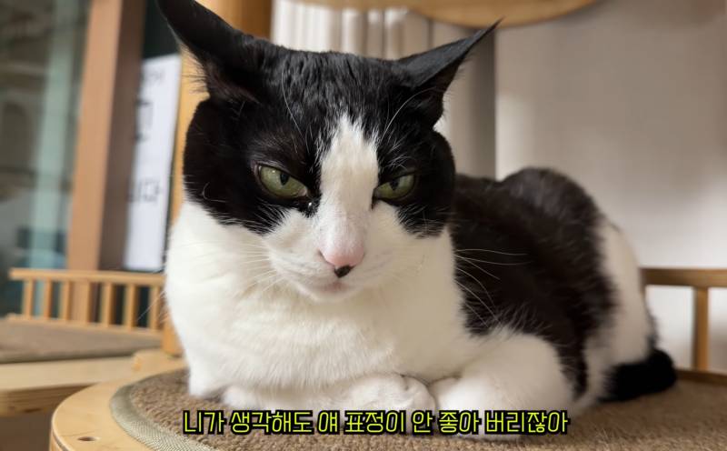 [잡담] 춘봉이 진짜 너무 귀엽다 안경이랑 모자 씌워도 얌전해 | 인스티즈