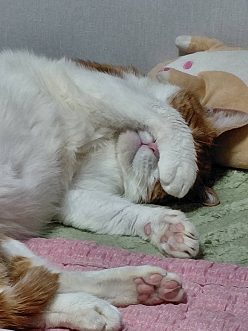[잡담] 잠안와서 불켜놓고 심야괴담회 보는데 울집 냥이가 빨리자라고 압박하심 | 인스티즈