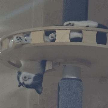 [잡담] 우리집 고양이 박쥐 같음 | 인스티즈