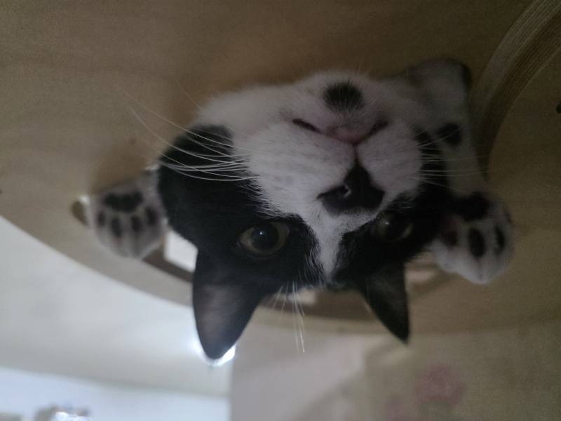 [잡담] 우리집 고양이 박쥐 같음 | 인스티즈